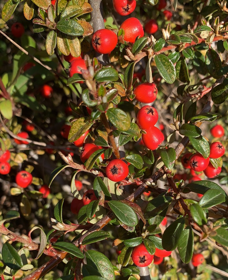 Acuminate Cotoneaster photo 7
