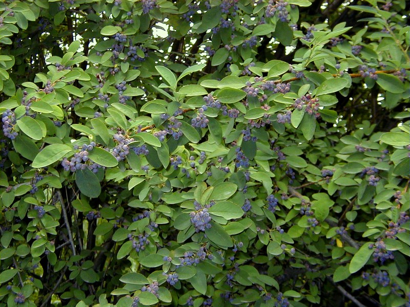 Peking Cotoneaster photo 2