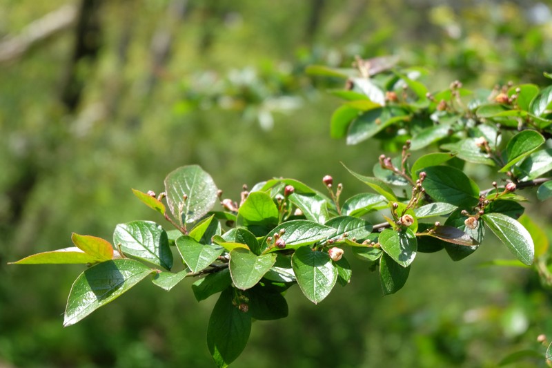 Peking Cotoneaster