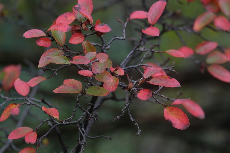 Peking Cotoneaster photo 3