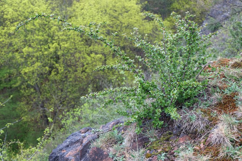 Peking Cotoneaster photo 4