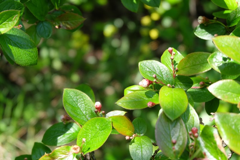 Peking Cotoneaster photo 6