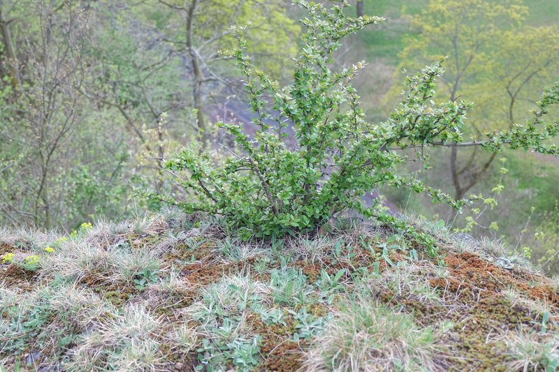 Peking Cotoneaster photo 7