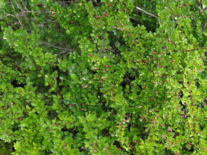 Creeping Cotoneaster photo 4