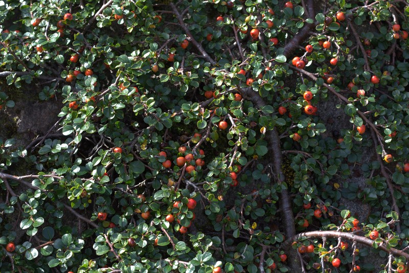 Creeping Cotoneaster photo 5