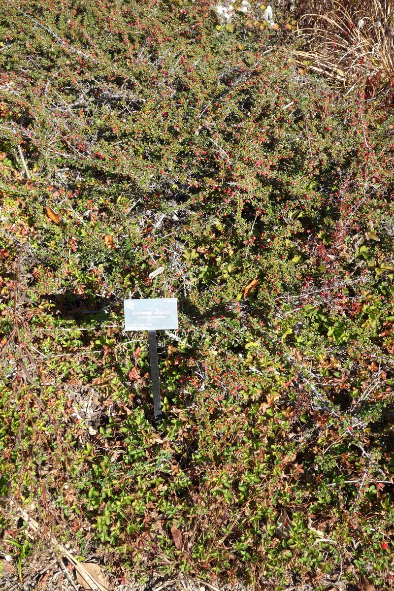 Creeping Cotoneaster photo 2