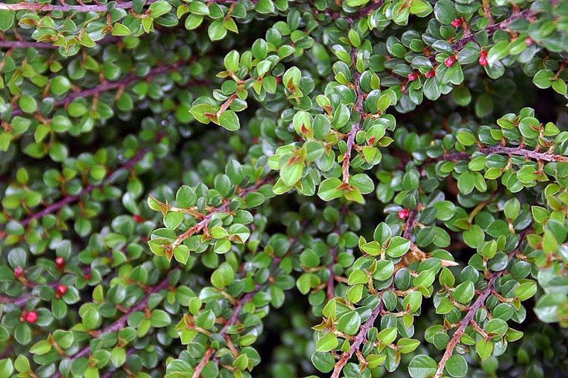 Creeping Cotoneaster photo 3