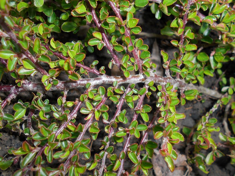 Creeping Cotoneaster photo 6