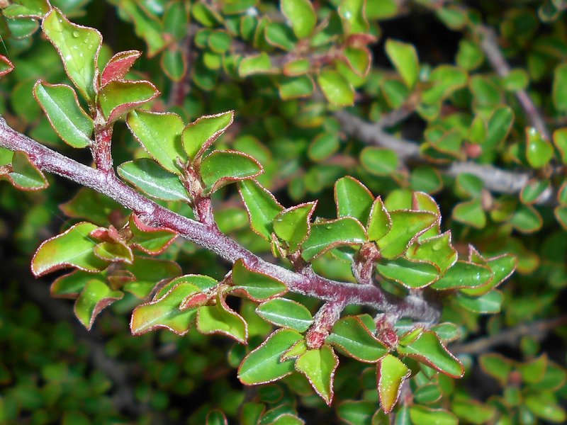 Creeping Cotoneaster photo 7