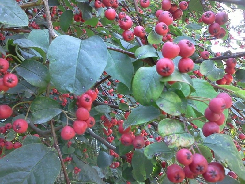 Cotoneaster affinis