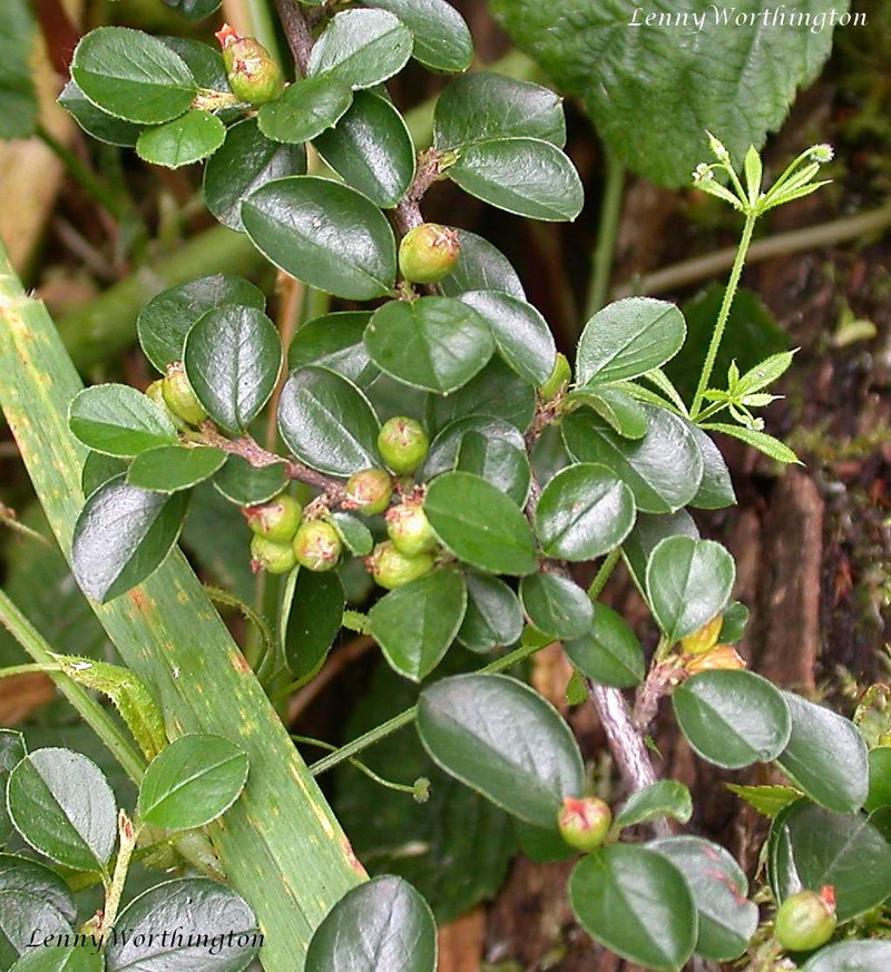 Cranberry Cotoneaster photo 4