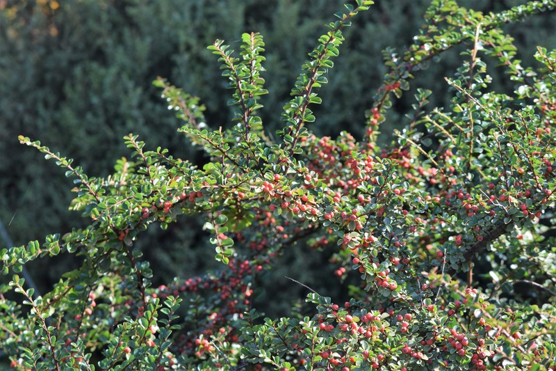 Cranberry Cotoneaster photo 2