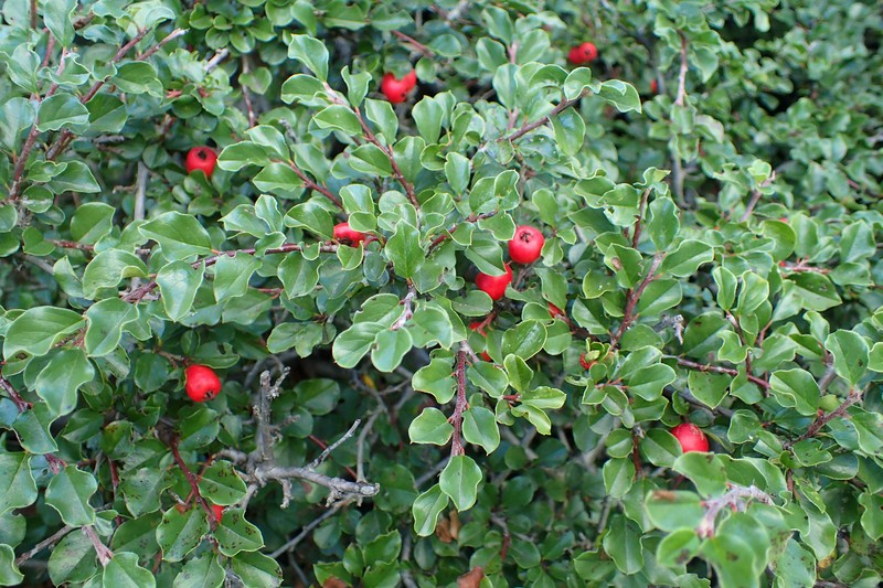 Cranberry Cotoneaster