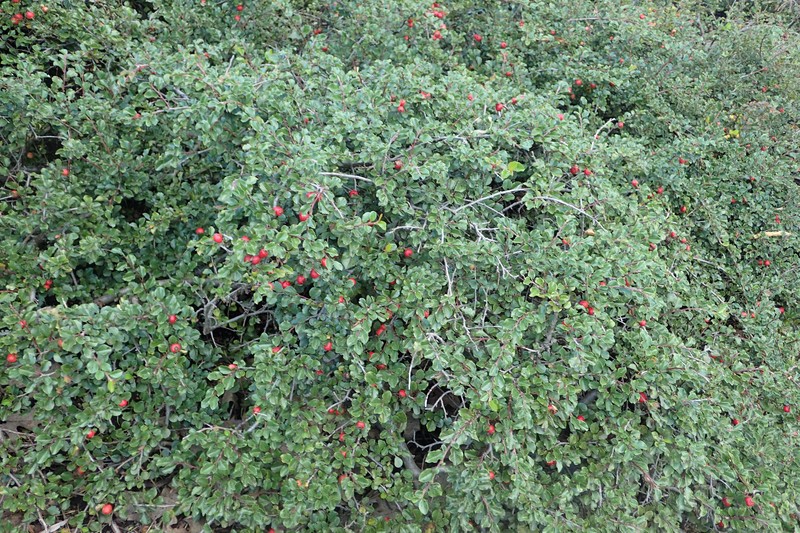 Cranberry Cotoneaster photo 3