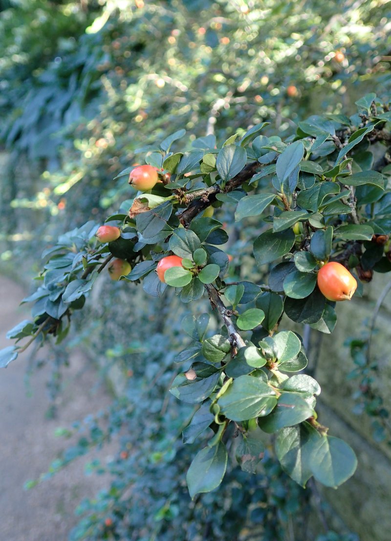 Cranberry Cotoneaster photo 5