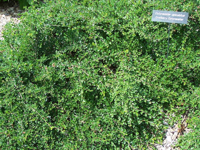 Cranberry Cotoneaster photo 6