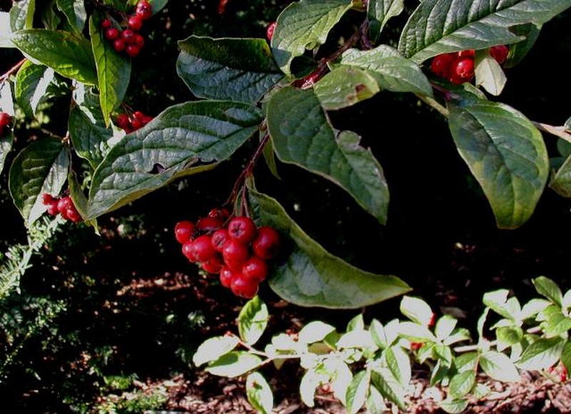 Hollyberry Cotoneaster photo 5