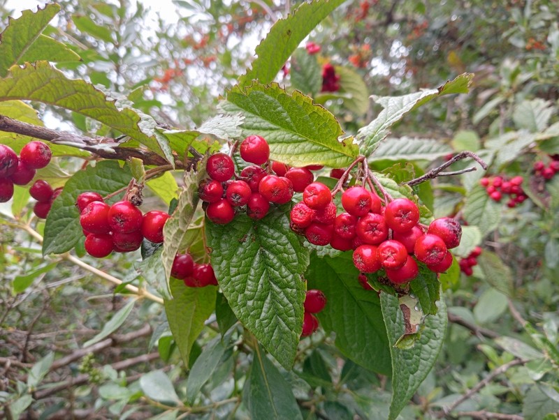 Hollyberry Cotoneaster photo 2