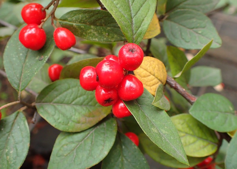 Hollyberry Cotoneaster photo 3