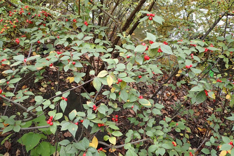 Hollyberry Cotoneaster photo 4
