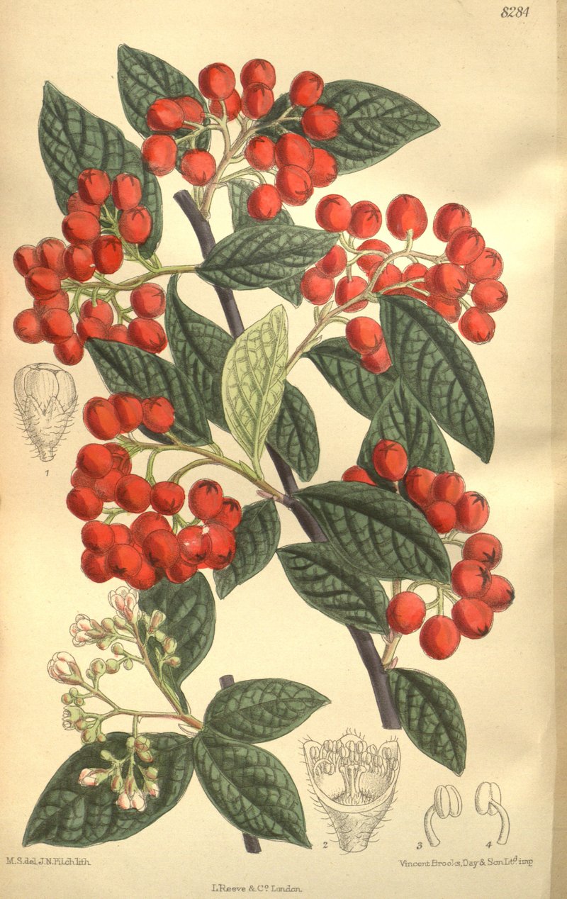 Hollyberry Cotoneaster photo 6