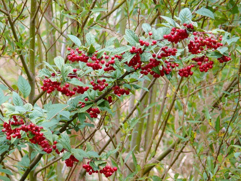 Hollyberry Cotoneaster
