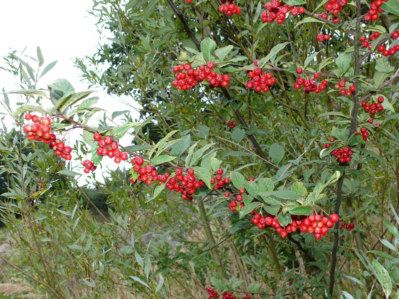 Hollyberry Cotoneaster photo 7
