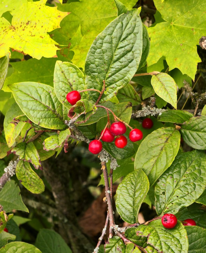 Hollyberry Cotoneaster photo 8