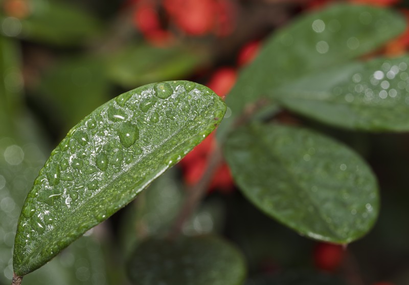 Milkflower Cotoneaster photo 4