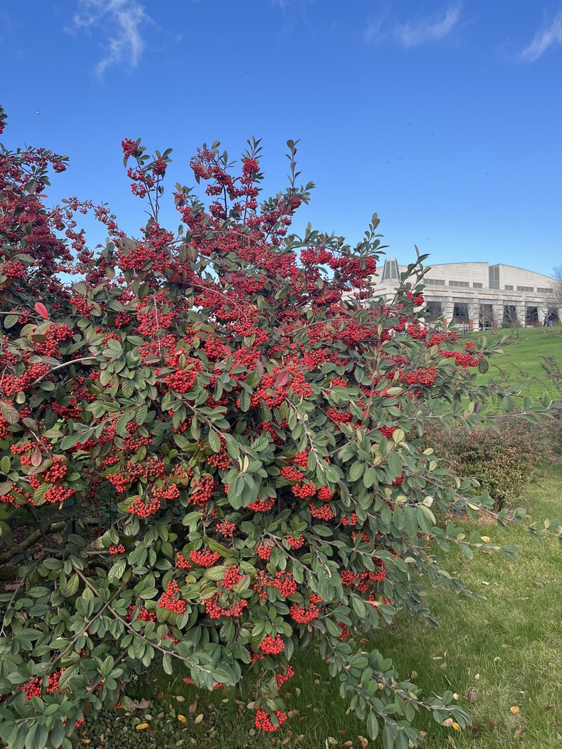 Milkflower Cotoneaster photo 5