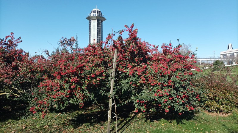 Milkflower Cotoneaster photo 6