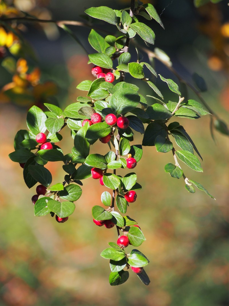 Diels' Cotoneaster photo 2