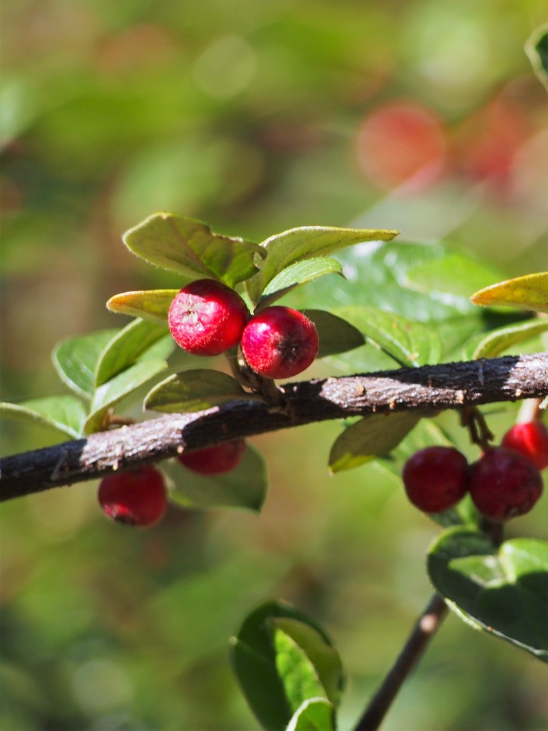 Diels' Cotoneaster photo 3