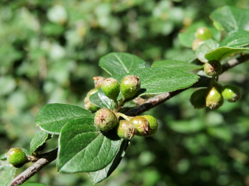Diels' Cotoneaster