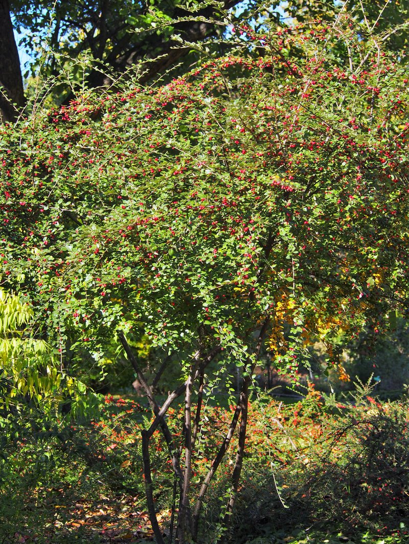 Diels' Cotoneaster photo 4