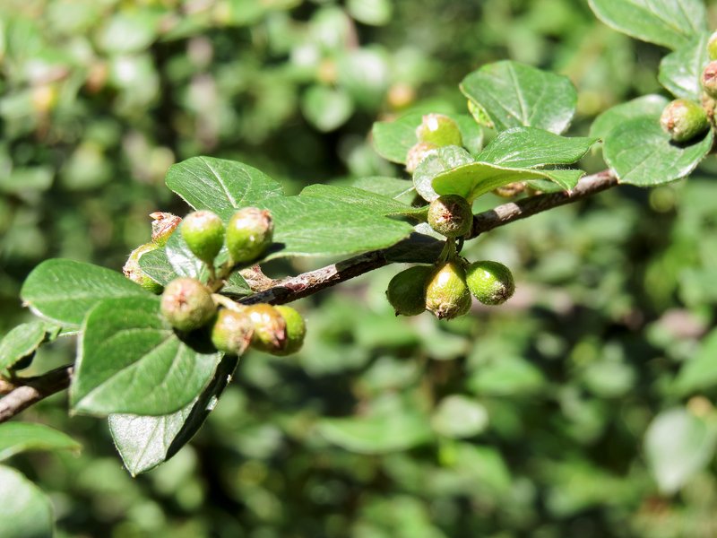 Diels' Cotoneaster photo 5