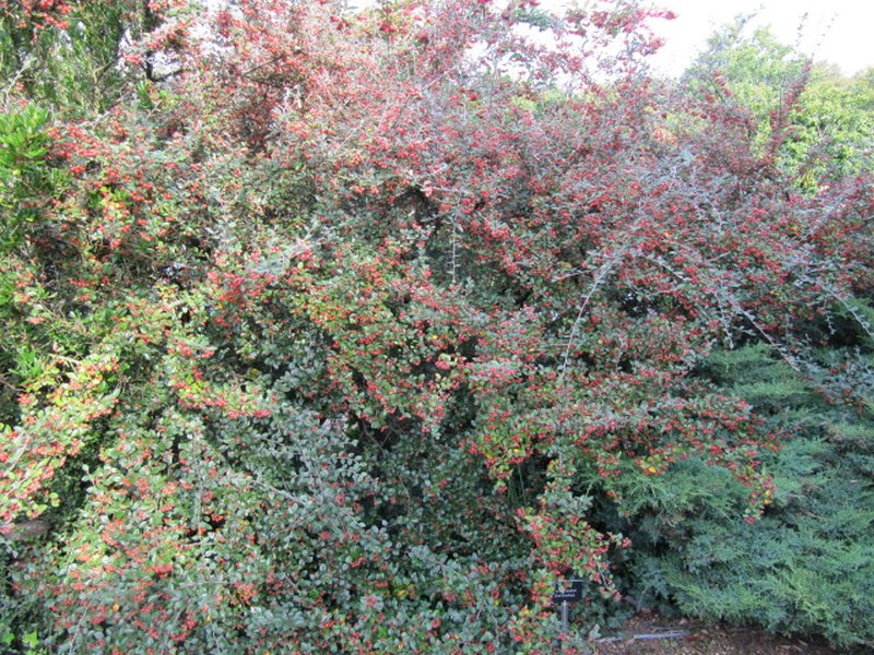 Diels' Cotoneaster photo 6