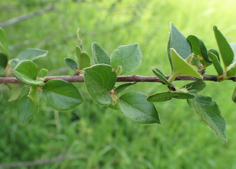 Diels' Cotoneaster photo 7