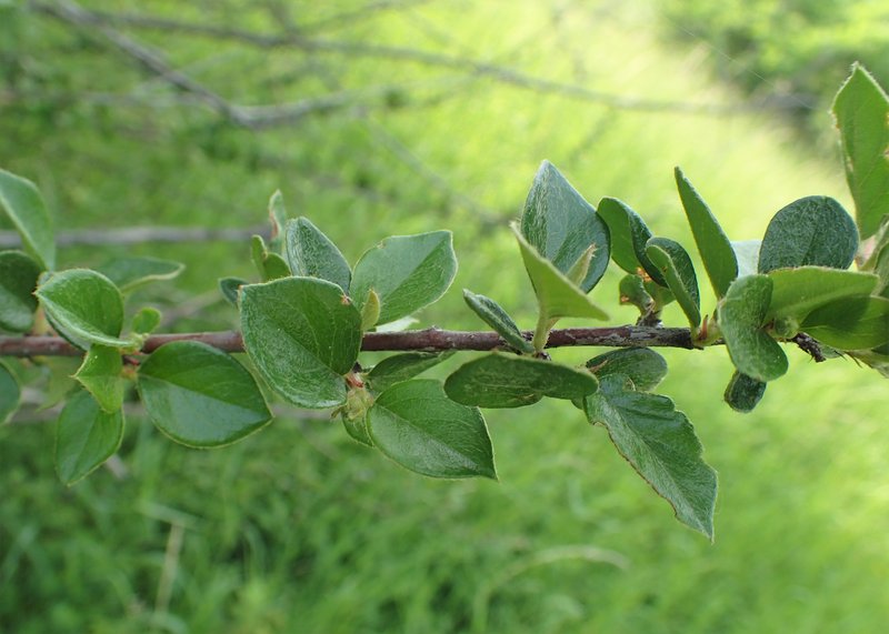 Diels' Cotoneaster photo 8