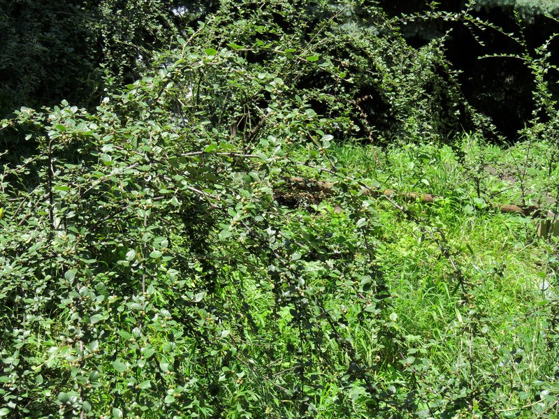 Diels' Cotoneaster photo 9
