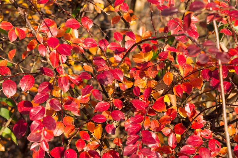 Spreading Cotoneaster photo 5