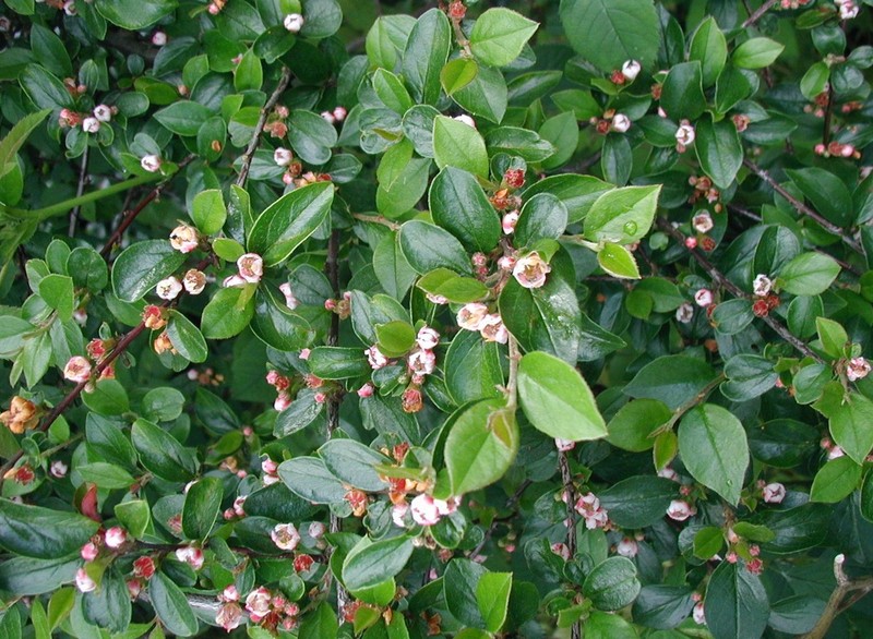 Spreading Cotoneaster photo 6