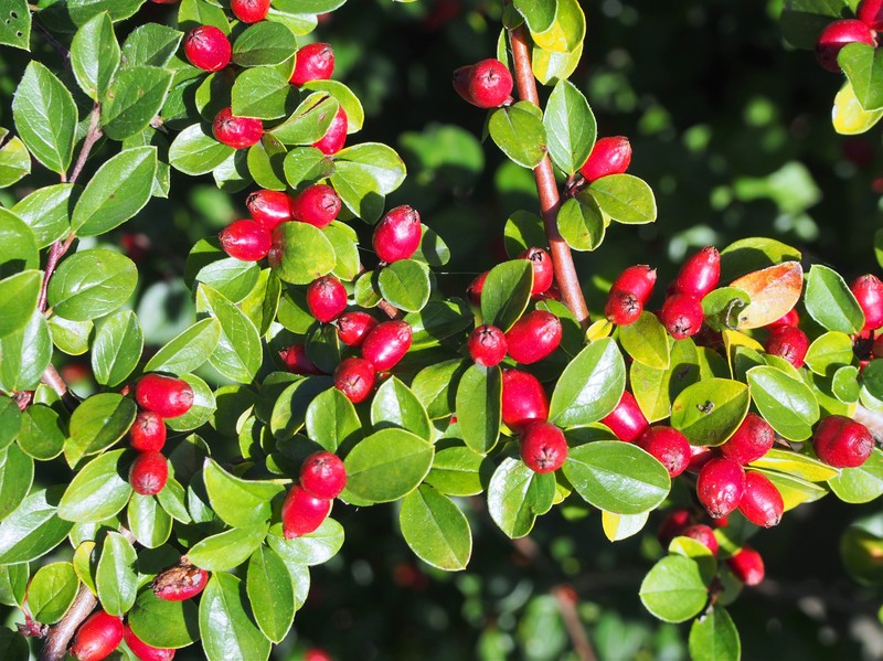 Spreading Cotoneaster photo 2