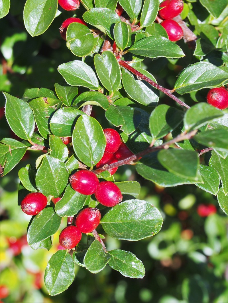 Spreading Cotoneaster photo 3