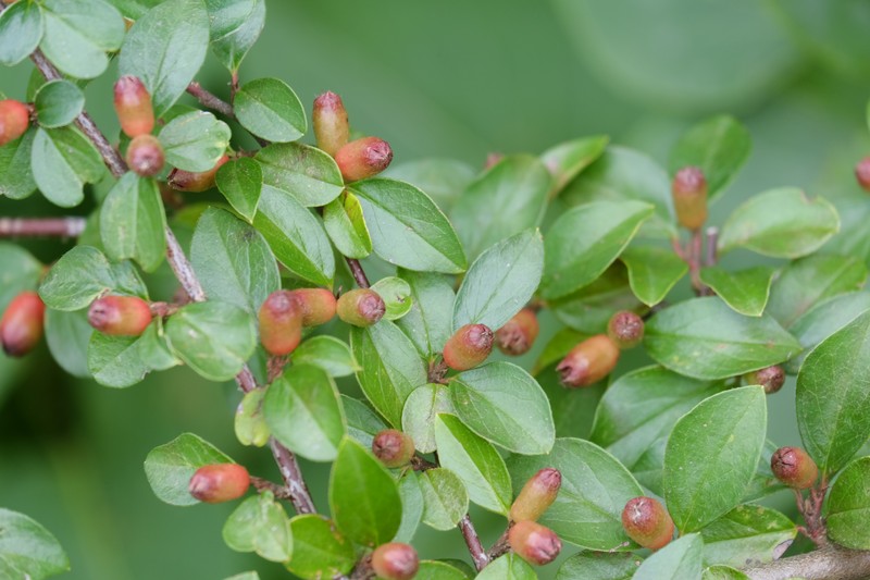 Spreading Cotoneaster photo 4