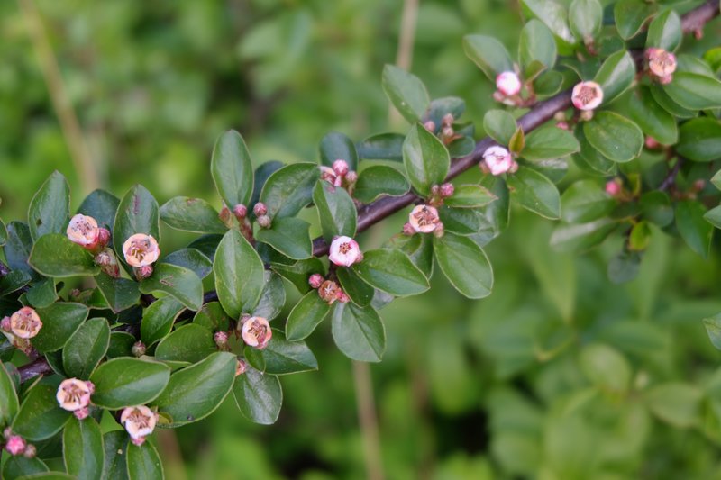 Spreading Cotoneaster