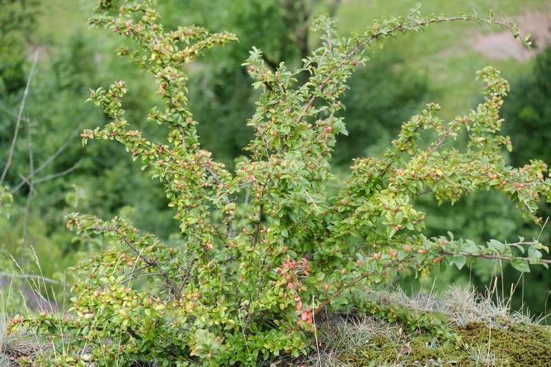 Spreading Cotoneaster photo 7