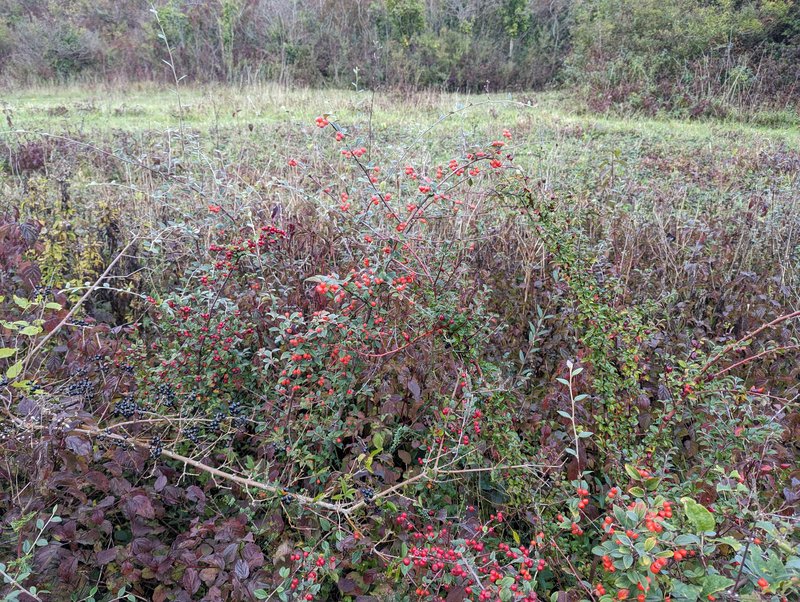 Spreading Cotoneaster photo 8