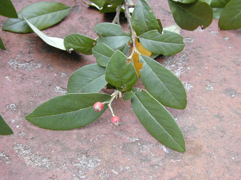 Cotoneaster harrovianus