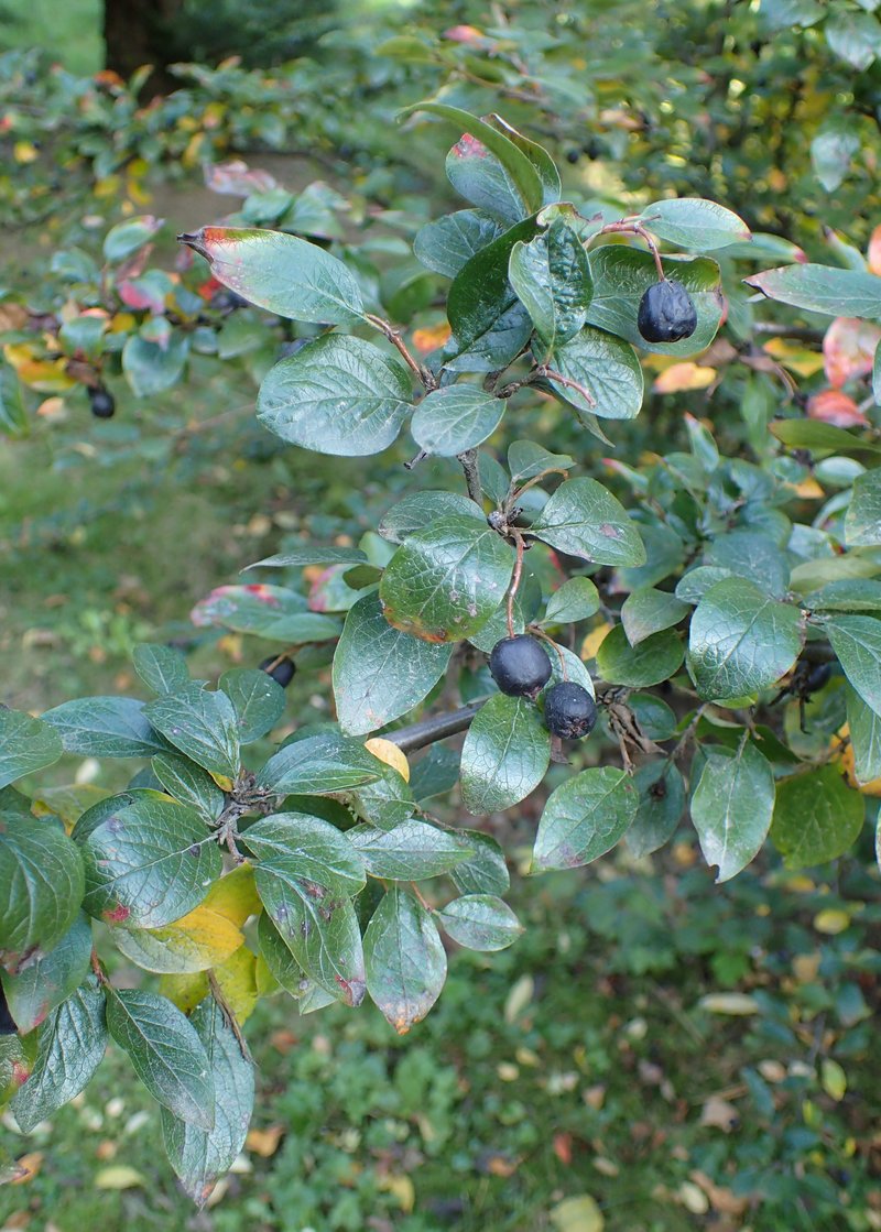 Cotoneaster hissaricus